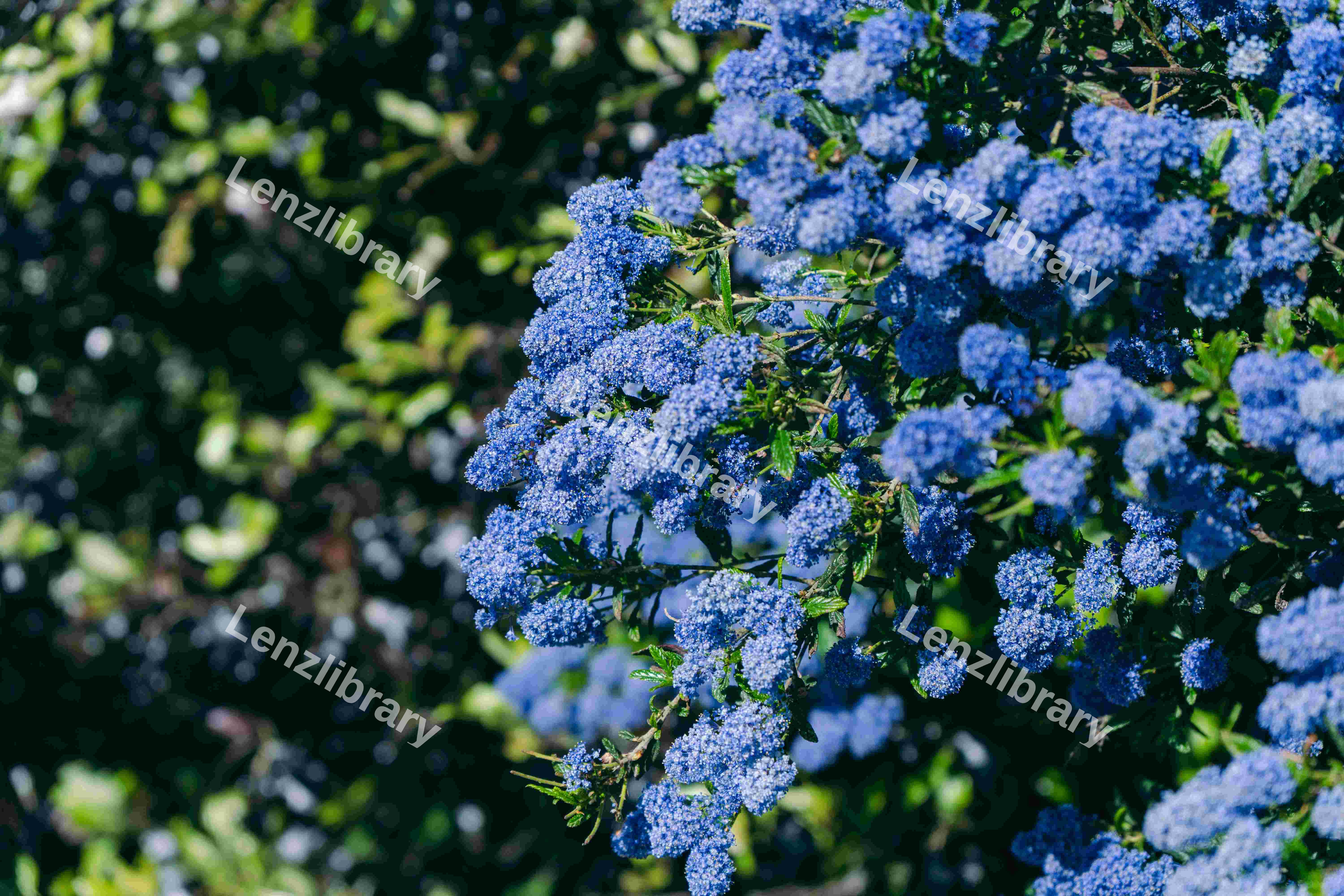 A Bunch of Ceanothus